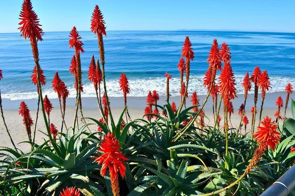 Ocean Palms Beach Resort Carlsbad Exterior foto